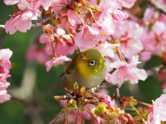 河津桜にメジロ