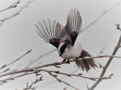 飛ぶぞぉ～～～