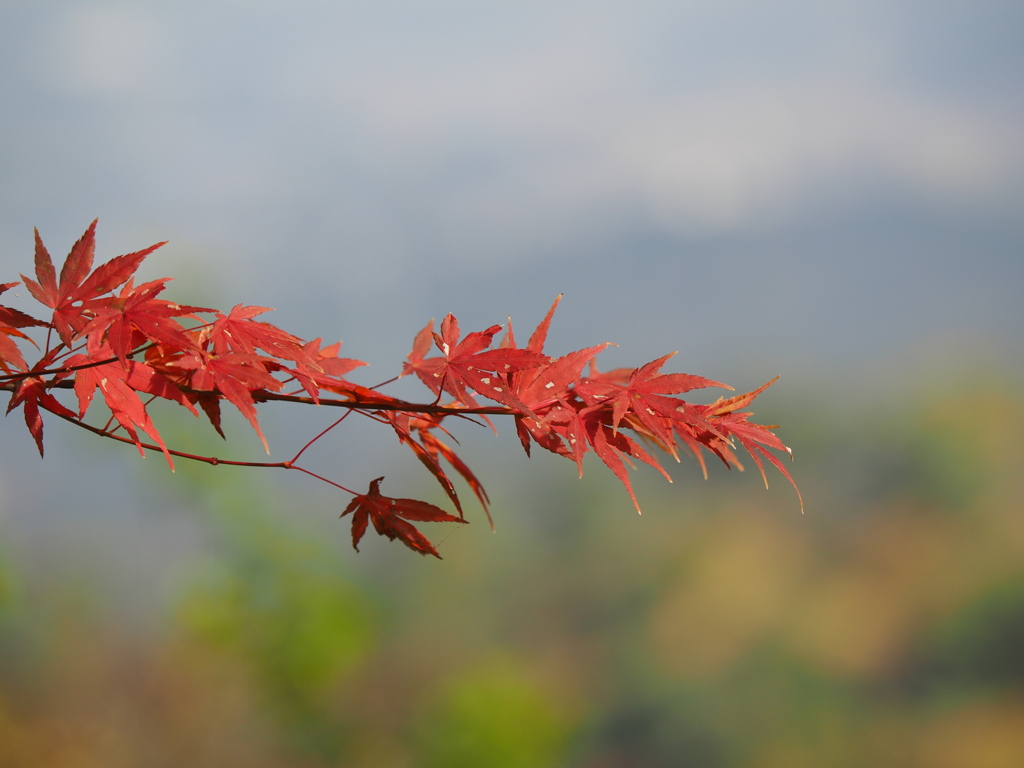 紅葉真っ盛り2