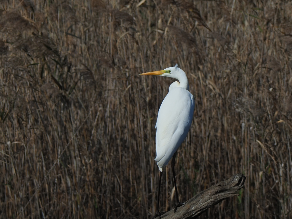 芦原のダイサギ