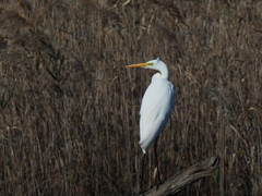 芦原のダイサギ