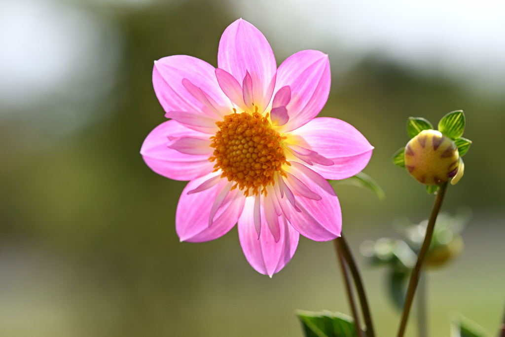 アルペン ダイヤモンド