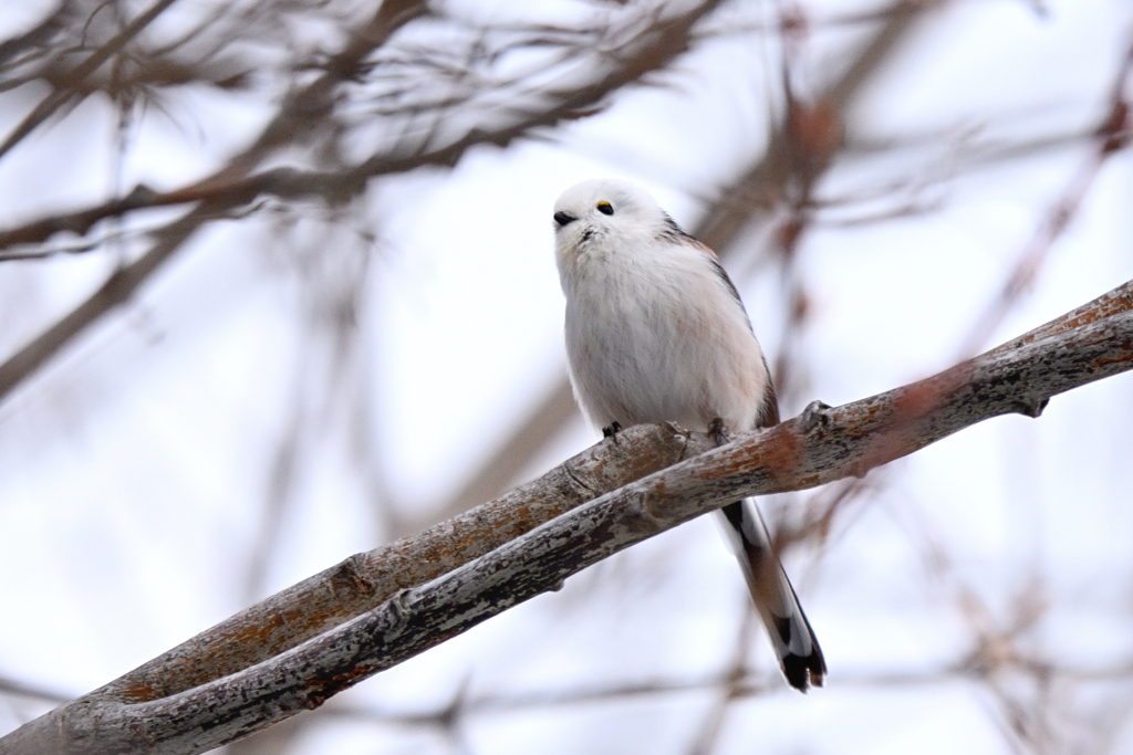 黄色いアイシャドー