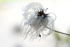 クレマチスの種❓