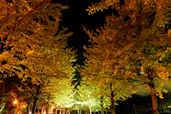 夜のいちょう並木