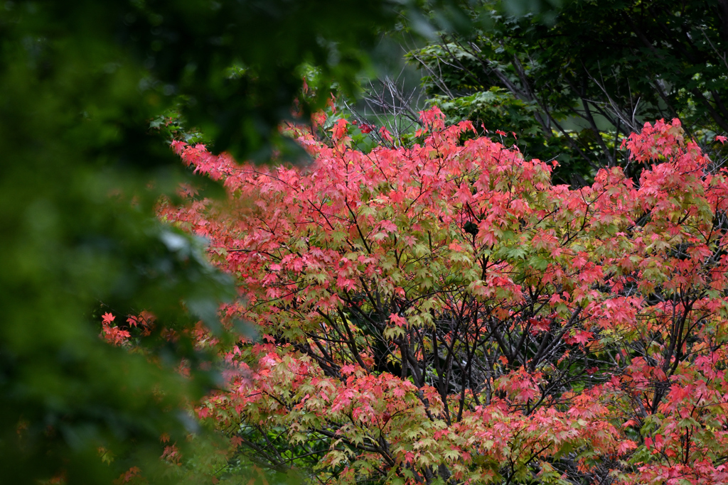 紅葉