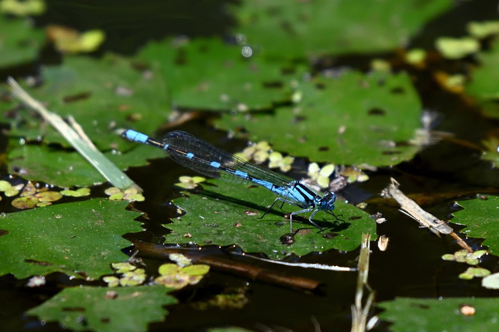 ルリイトトンボ