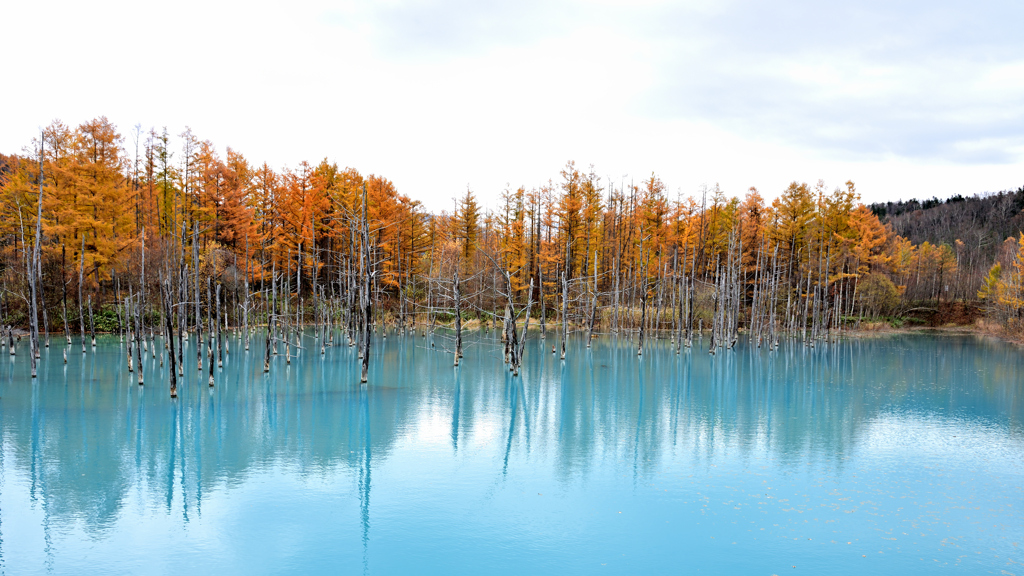 アオとオレンジ