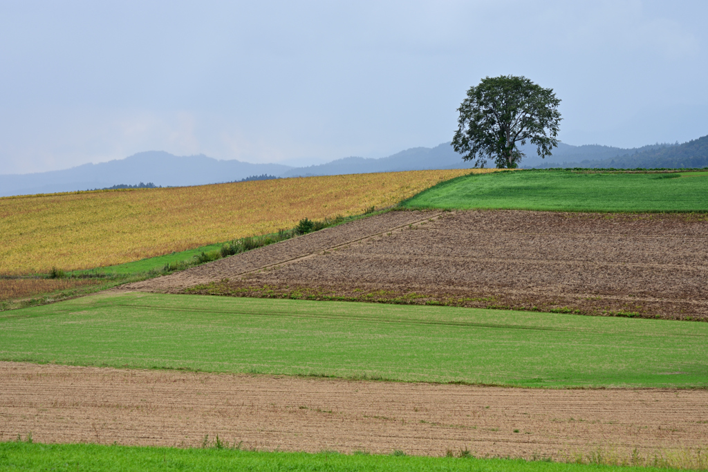 パッチワークに映える一本の木