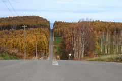 染まるジェットコースター