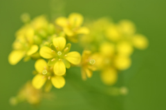 小さな小さなレモン色の花