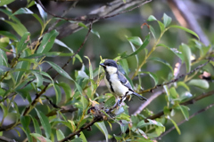 シジュウカラ若