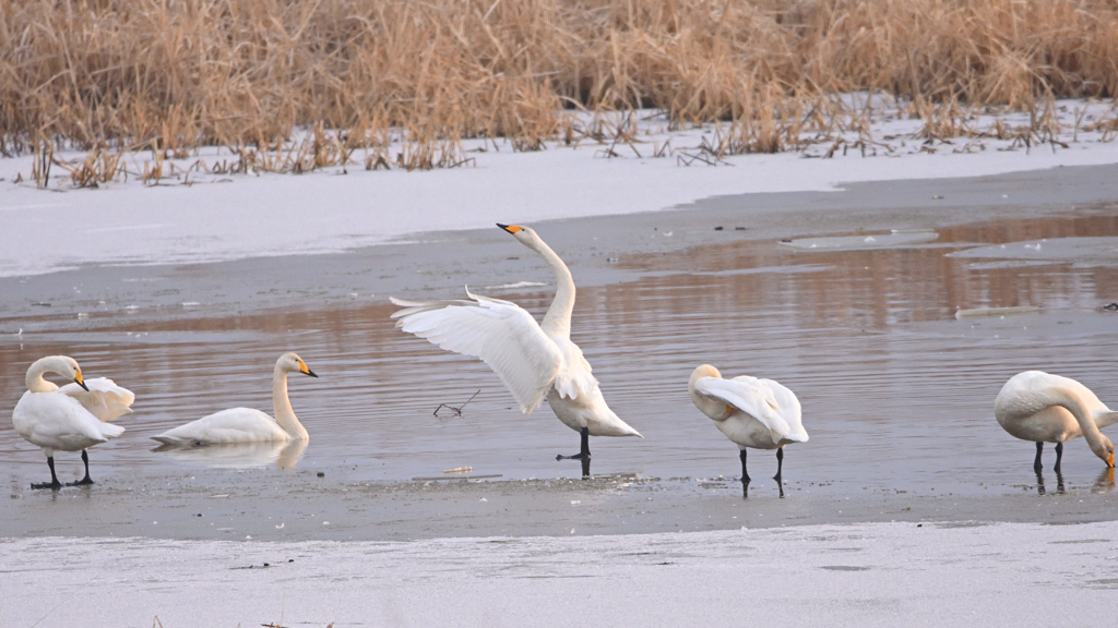 ハ~イ整列して～
