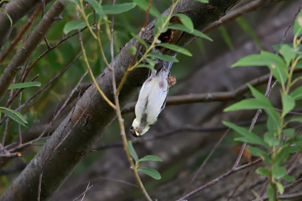 アクロバットの
