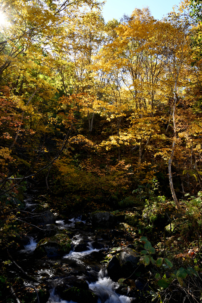 紅葉三昧 その１