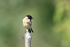 イケメン君　その２