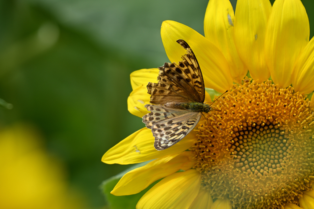 ミドリヒョウモン