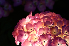 夜のアジサイ　あか