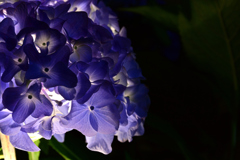 夜のアジサイ　あお