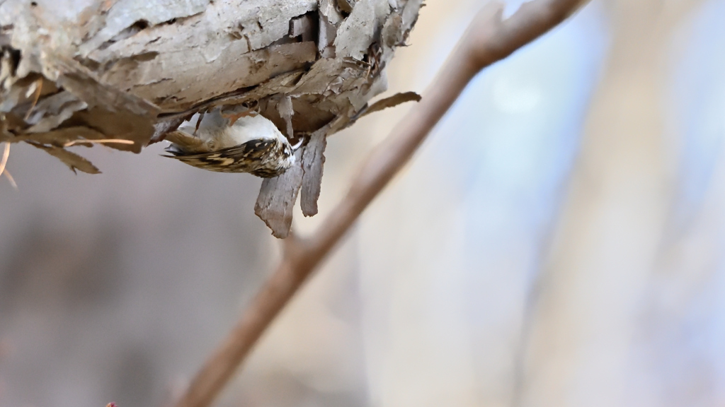 どこにいるでしょうか？