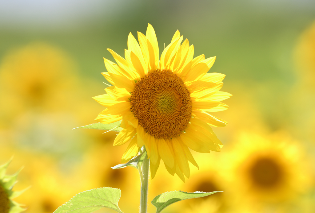 夏～^^