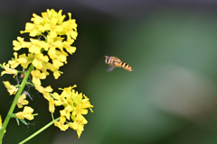 菜の花とハナアブ