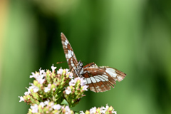 フタスジチョウ