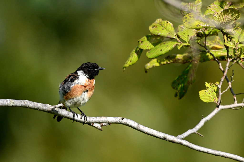ご苦労様でした
