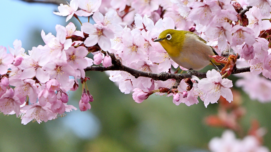 桜とメジロ