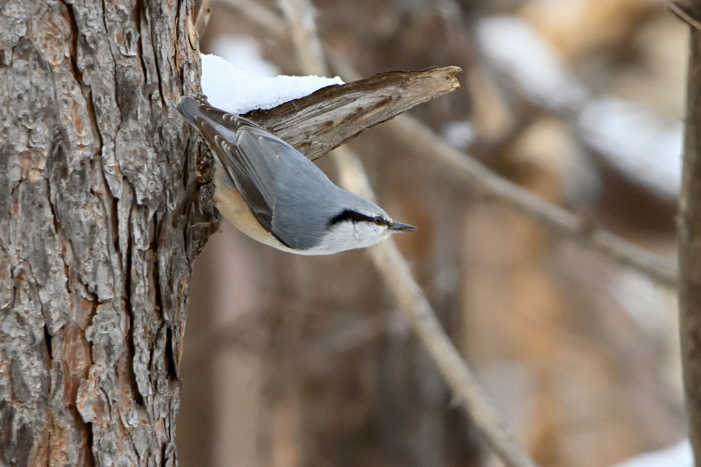 いこうかなぁ～