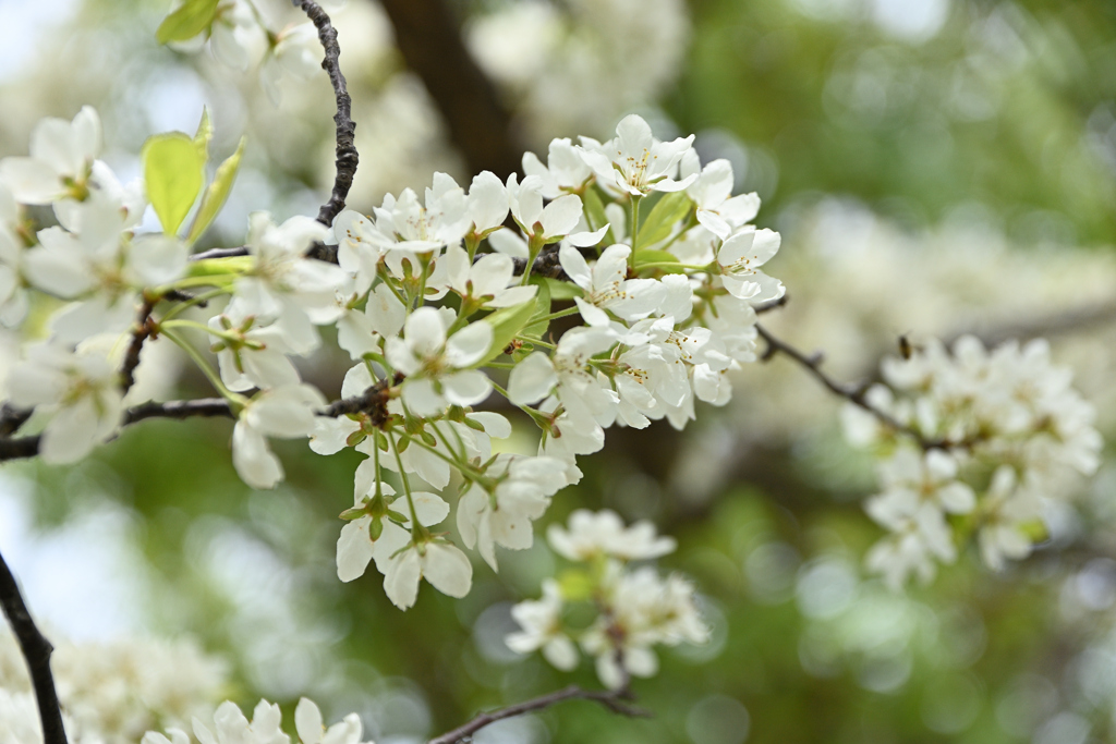 桜かなぁ・・