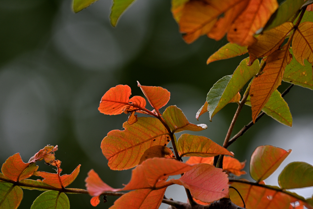 シットリと秋色