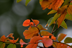 シットリと秋色