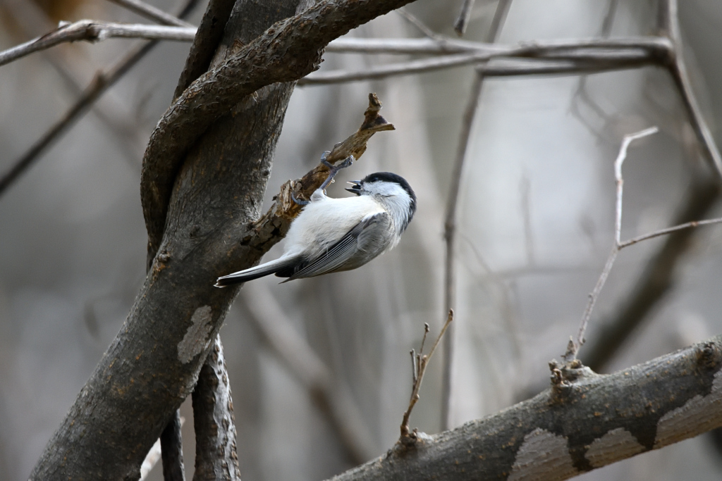 どこに隠そうかな～