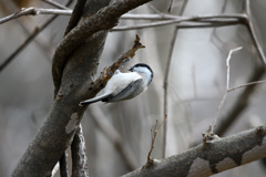 どこに隠そうかな～