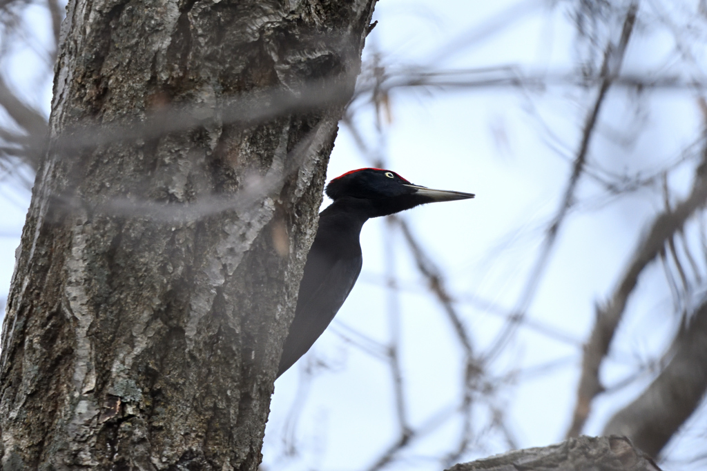 まさか出会えるとは