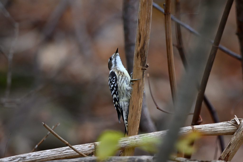 上にあるかな～