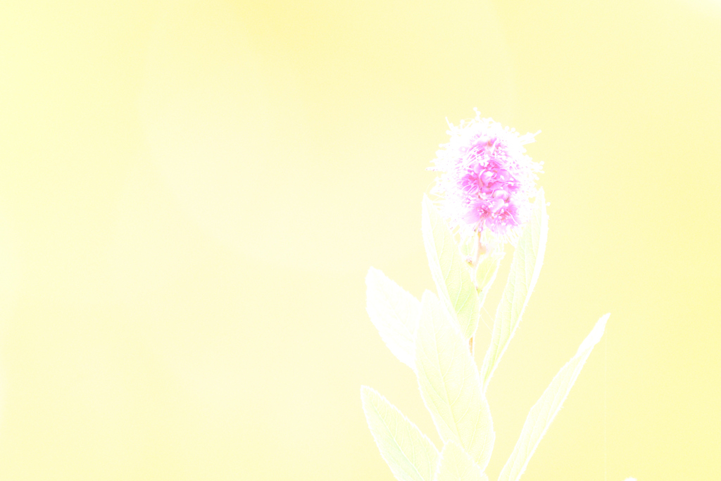 秋らしくないですが・・