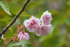 残花