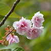 残花