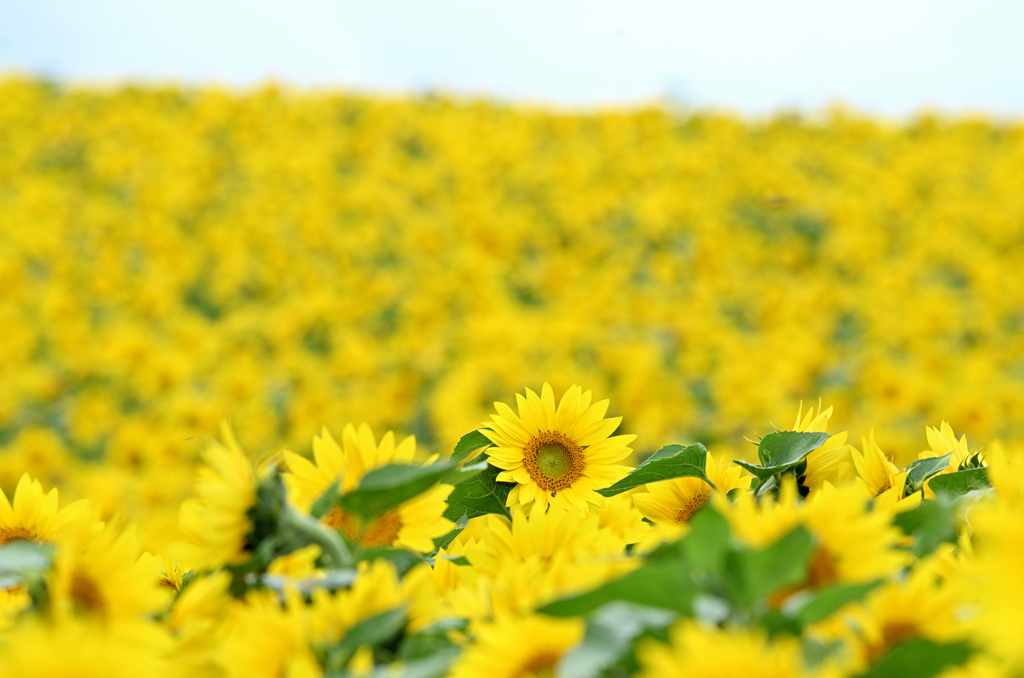 まだまだ真っ盛り