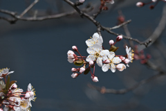 スモモの花