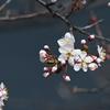 スモモの花