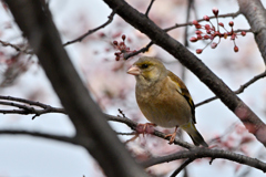 カワラヒラ