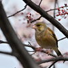 カワラヒラ