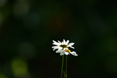 雑草でも