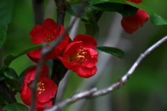 山茶花