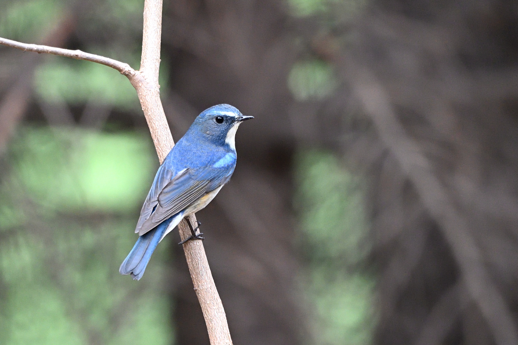 幸福の青い鳥