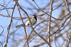 シジュウカラ