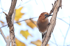 カケスとカエデ